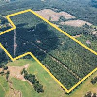 Downsville 135 - Union Parish Timberland for Sale
