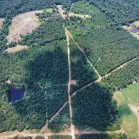 Downsville 135 - Union Parish Timberland for Sale images 2