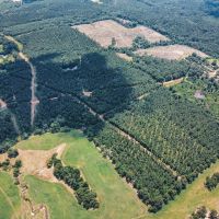 Downsville 135 - Union Parish Timberland for Sale images 3