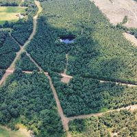 Downsville 135 - Union Parish Timberland for Sale images 4