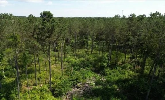 88.6 Acres in Choctaw County in Ackerman MS featured image