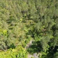 88.6 Acres in Choctaw County in Ackerman MS images 5