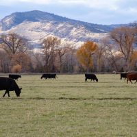 Jefferson Springs Ranch images 2