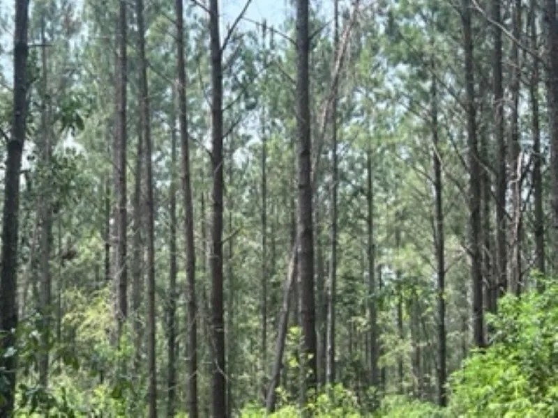 157 ACRES TIMBER LAND BARBOUR CO featured image