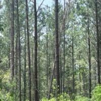 157 ACRES TIMBER LAND BARBOUR CO