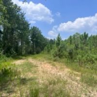 157 ACRES TIMBER LAND BARBOUR CO images 2