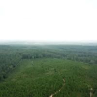 157 ACRES TIMBER LAND BARBOUR CO images 3