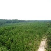 157 ACRES TIMBER LAND BARBOUR CO images 4