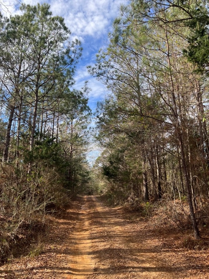 SOLD 53 - acres Hwy 25 Greensboro AL featured image