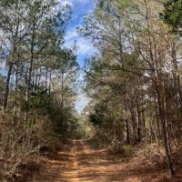 SOLD 53 - acres Hwy 25 Greensboro AL