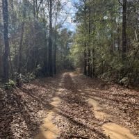 SOLD 53 - acres Hwy 25 Greensboro AL images 2
