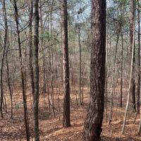 SOLD 53 - acres Hwy 25 Greensboro AL images 3