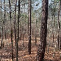 SOLD 53 - acres Hwy 25 Greensboro AL images 4