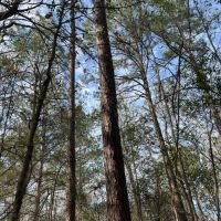SOLD 53 - acres Hwy 25 Greensboro AL images 5