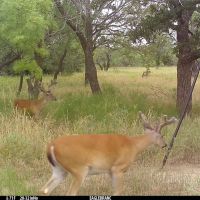 New Listing 161 - Acres Eastland County
