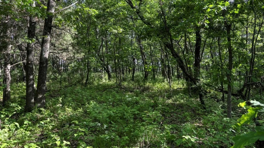 Located in Western Jackson County WI this 23.55 acres featured image