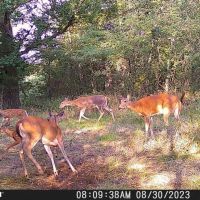 Bolivar property near Pomme De Terre Lake images 5