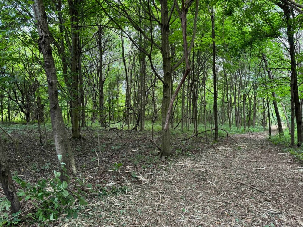 15 acres Hunting Land and Building Lot in Ripley NY Johnson Rd featured image