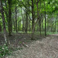 15 acres Hunting Land and Building Lot in Ripley NY Johnson Rd
