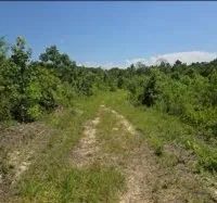 115 Acres in Franklin County in McCall Creek MS images 3