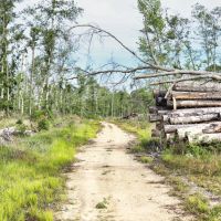 Tickfaw Gravel and Timber images 2