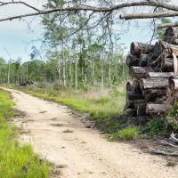 Tickfaw Gravel and Timber images 3