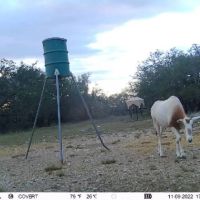 Small High-Fence opportunity images 5
