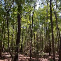 SOLD 147 acre Timber Hunting Tract