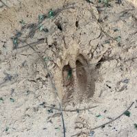 SOLD 147 acre Timber Hunting Tract images 2