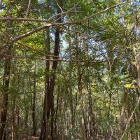 SOLD 147 acre Timber Hunting Tract images 3