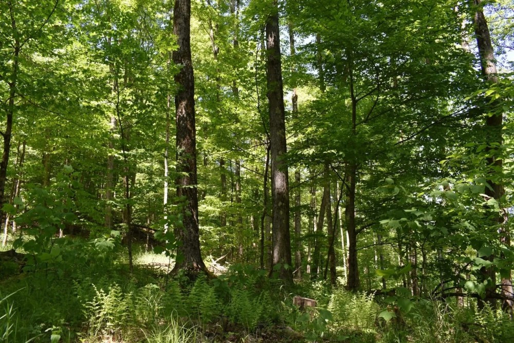 Indian Creek featured image
