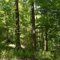 Indian Creek