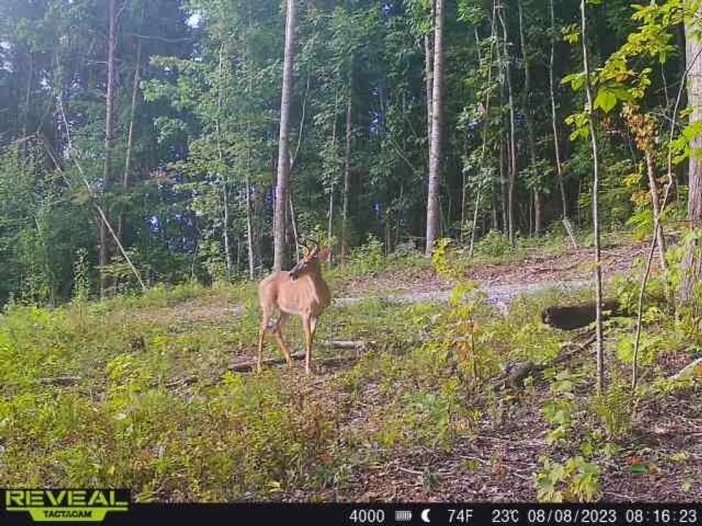 55 -acres of prime hunting property. featured image