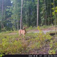 55 -acres of prime hunting property.