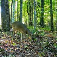 55 -acres of prime hunting property. images 2