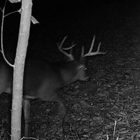 55 -acres of prime hunting property. images 3