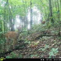 55 -acres of prime hunting property. images 4
