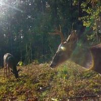 55 -acres of prime hunting property. images 5