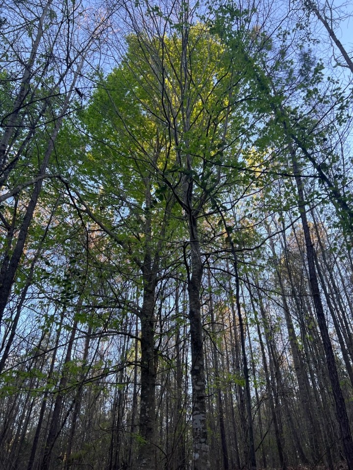 SOLD 38 acres in Perry County AL featured image