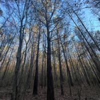 SOLD 38 acres in Perry County AL images 3