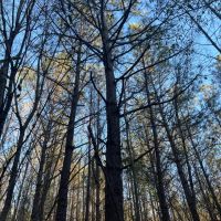 SOLD 38 acres in Perry County AL images 4