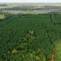 106 Acres with a Cabin in Lamar County Alabama images 5