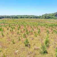 25.4 acres of Residential and Hunting Land For Sale in Sussex County VA images 3