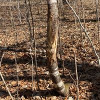 Class 1 Trout Stream on 53 - Acres Vernon County images 4