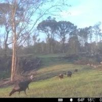 180 Acres in Yazoo and Holmes County MS images 2