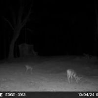 180 Acres in Yazoo and Holmes County MS images 3