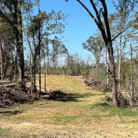 180 Acres in Yazoo and Holmes County MS images 5