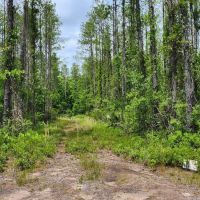 22 - Acres in Camden County GA images 3