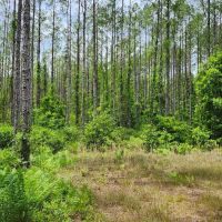 22 - Acres in Camden County GA images 4