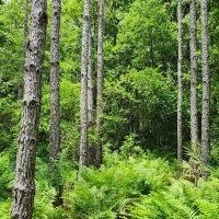 22 - Acres in Camden County GA images 5